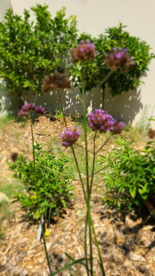Chez Nous Dans Notre Petit Jardin Apartment Montpellier Ngoại thất bức ảnh